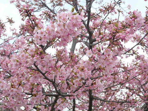 20250317河津桜 (11)