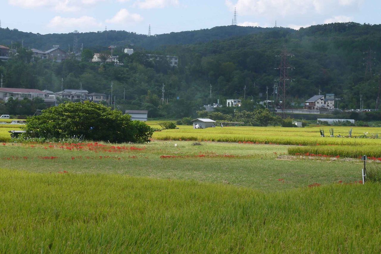 高槻の北部 田んぼで咲き始めたこの花は何 赤くて虫除けに植えられていることが特徴 19年 高槻network新聞 高槻の北部 田んぼで咲き始めたこの花は何 赤くて虫除けに植えられていることが特徴 19年 高槻network新聞