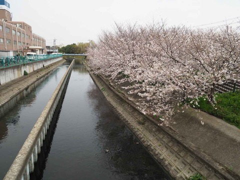 20230325唐崎西桜 (16)