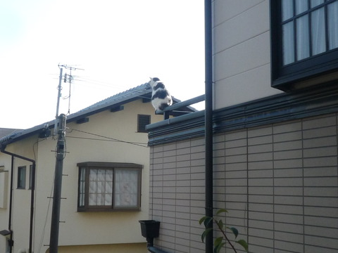 omake_cat