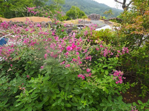 20220611安威川ダム_大門寺 (29)