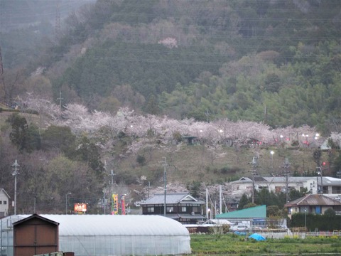 20230325摂津峡遠景 (4)