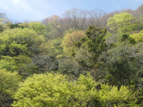 20260412府道号桜新緑 (1)