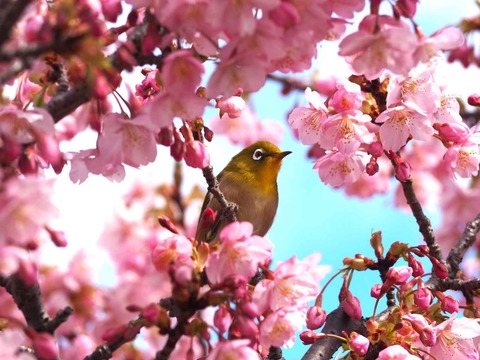 20240302筒井池公園 (13)