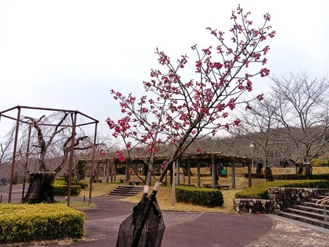 20250324さくら公園 (2)