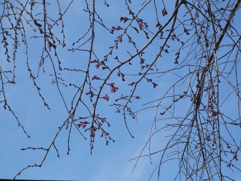 20260320桜 (7)