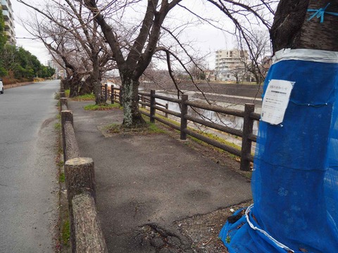20240217芥川桜堤 (5)