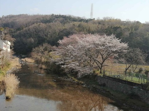 20220331桜 (10)