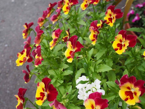 20220521ビオラ (4)