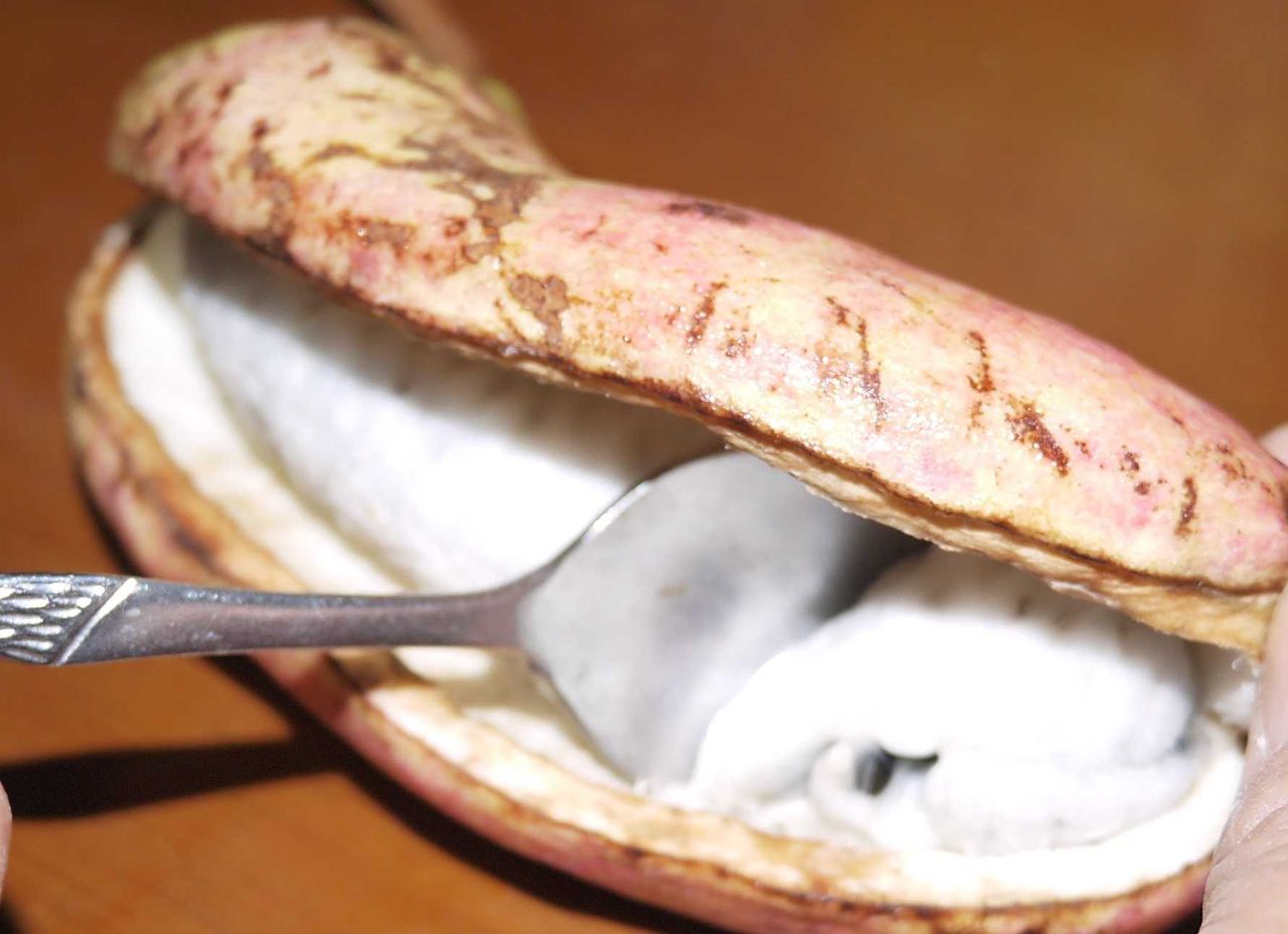 高槻の謎の食材 その19 近くで実っていたこれはいったい何 甘い身と肉厚の皮が特徴 高槻network新聞 高槻の謎の食材 その19 近くで実っていたこれはいったい何 甘い身と肉厚の皮が特徴 高槻network新聞