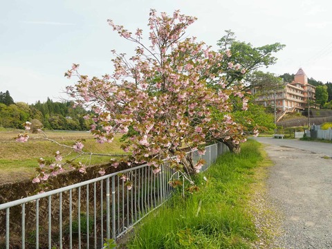 20250503樫田桜 (15)