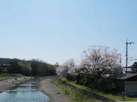 202604033桜 (5)