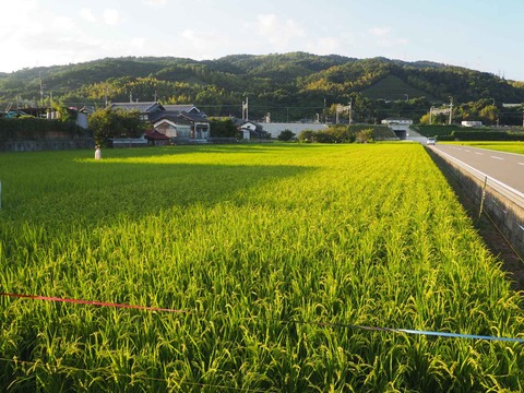 20220911稲穂中部 (1)