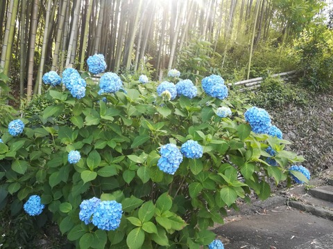 20240603安岡寺アジサイ (3)