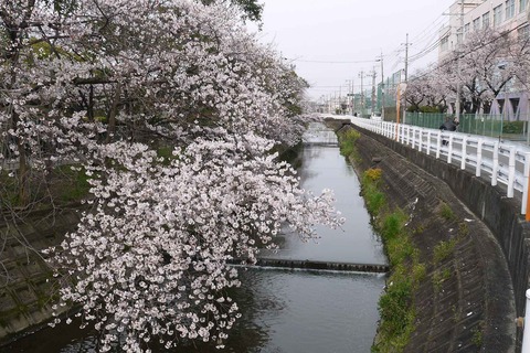 20200403sakura8