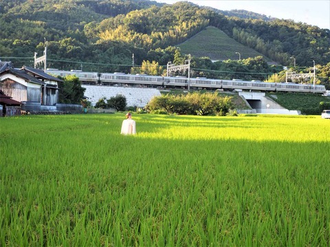 20220911稲穂中部 (3)