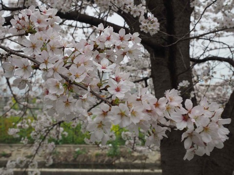 20230325玉川沿い桜 (36)