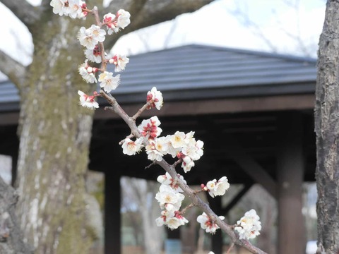 20260128梅南部 (7)