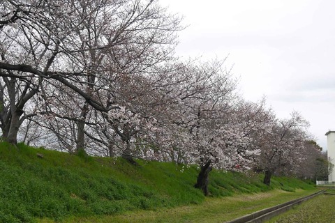 20200328_sakura15