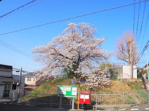 20230329松が丘 (2)
