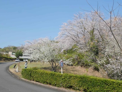 20260403桜 (34)