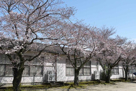 20200329sakura4