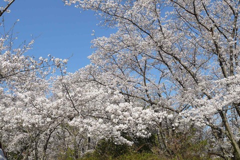 20200404sakura8