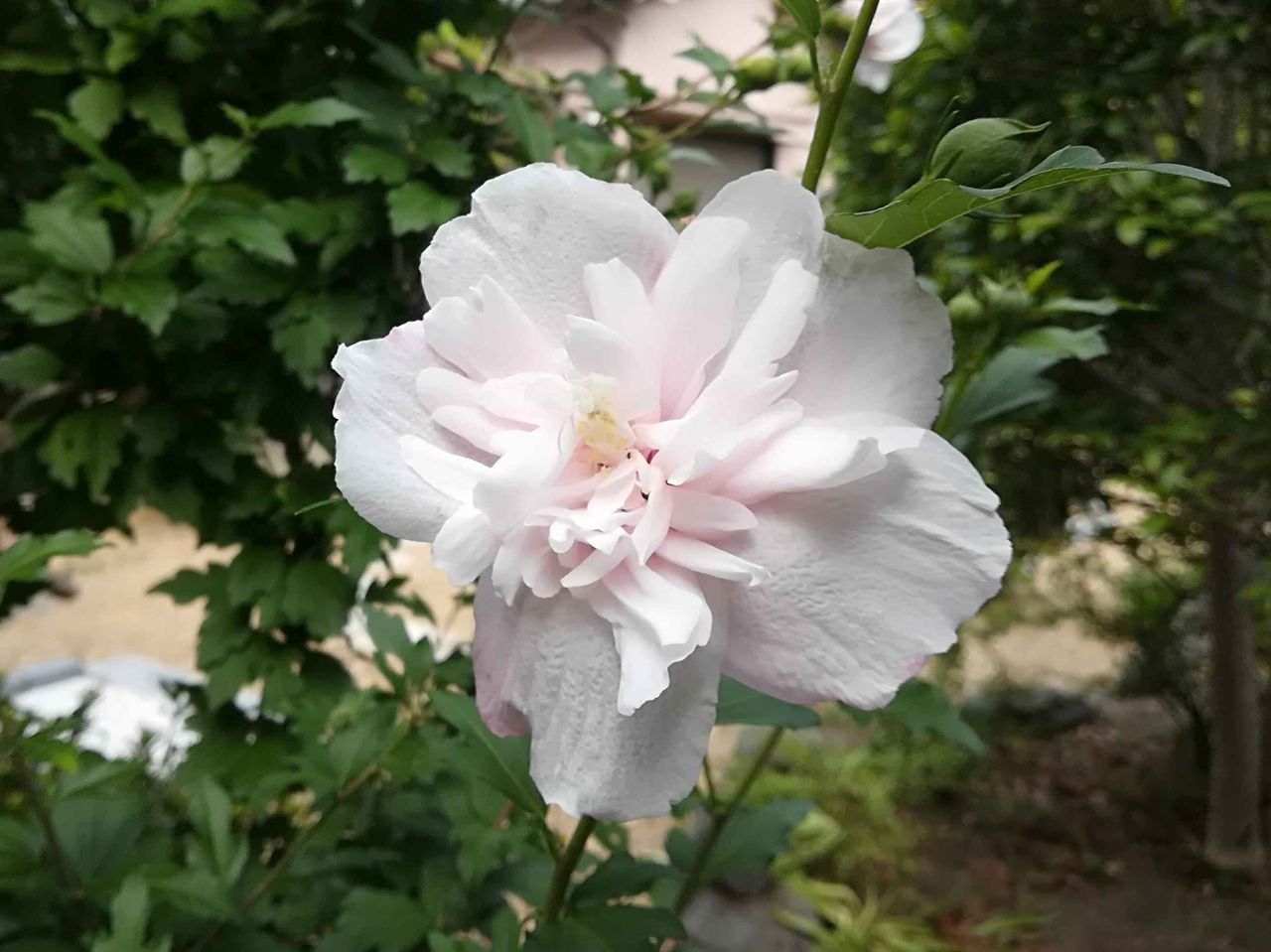 高槻の街かどで見かけるこの夏の花は何 幹が直立で白い花が特徴 19年7月 高槻network新聞