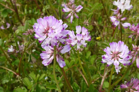 20200411renge5