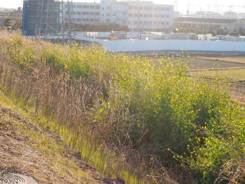 20240114セイヨウカラシナ (5)