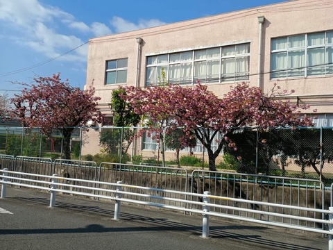 20250416津之江八重桜 (1)