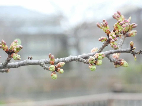 20250308河津桜 (5)