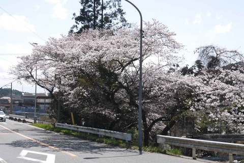 20200329sakura9