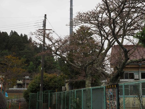 20230325樫田方面桜 (7)