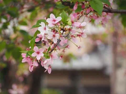 20240417桜 (6)