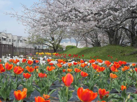 20260406西ノ川広場 (10)
