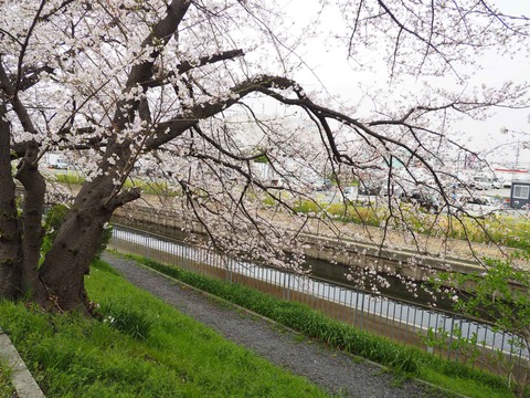 20230325玉川沿い桜 (5)