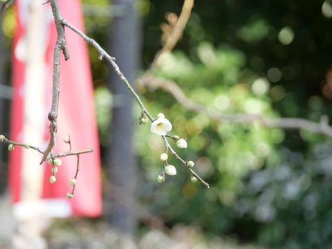 20250222上宮天満宮 (32)