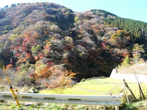 20241207府道6号紅葉 (42)