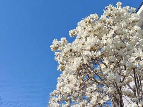 20260323ハクモクレン (1)a