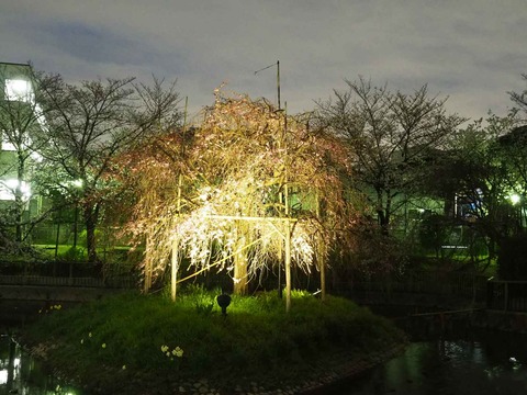 20230324筒井池 (9)