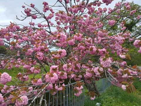 20260424樫田 (1)