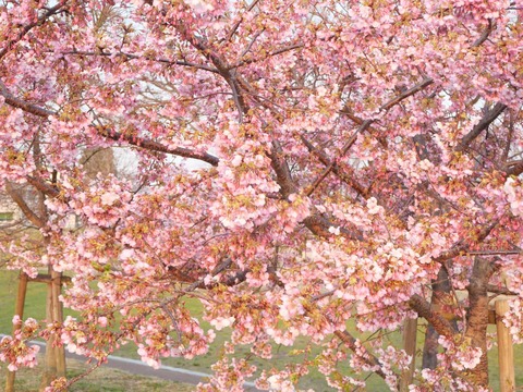 20250321今城河津桜 (7)