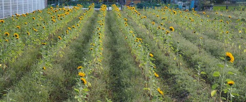 20231111郡家新町 (5)