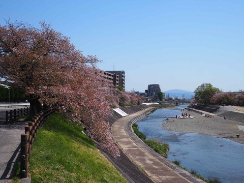 20240414桜 (3)