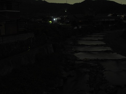 20240517ホタル (1)
