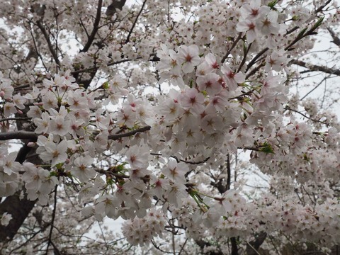 20230325玉川沿い桜 (35)