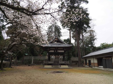 20230325原の桜 (7)