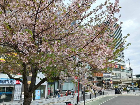 20260413桜 (1)