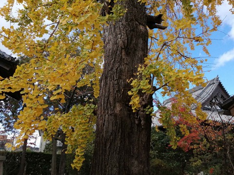 20201123koyo5